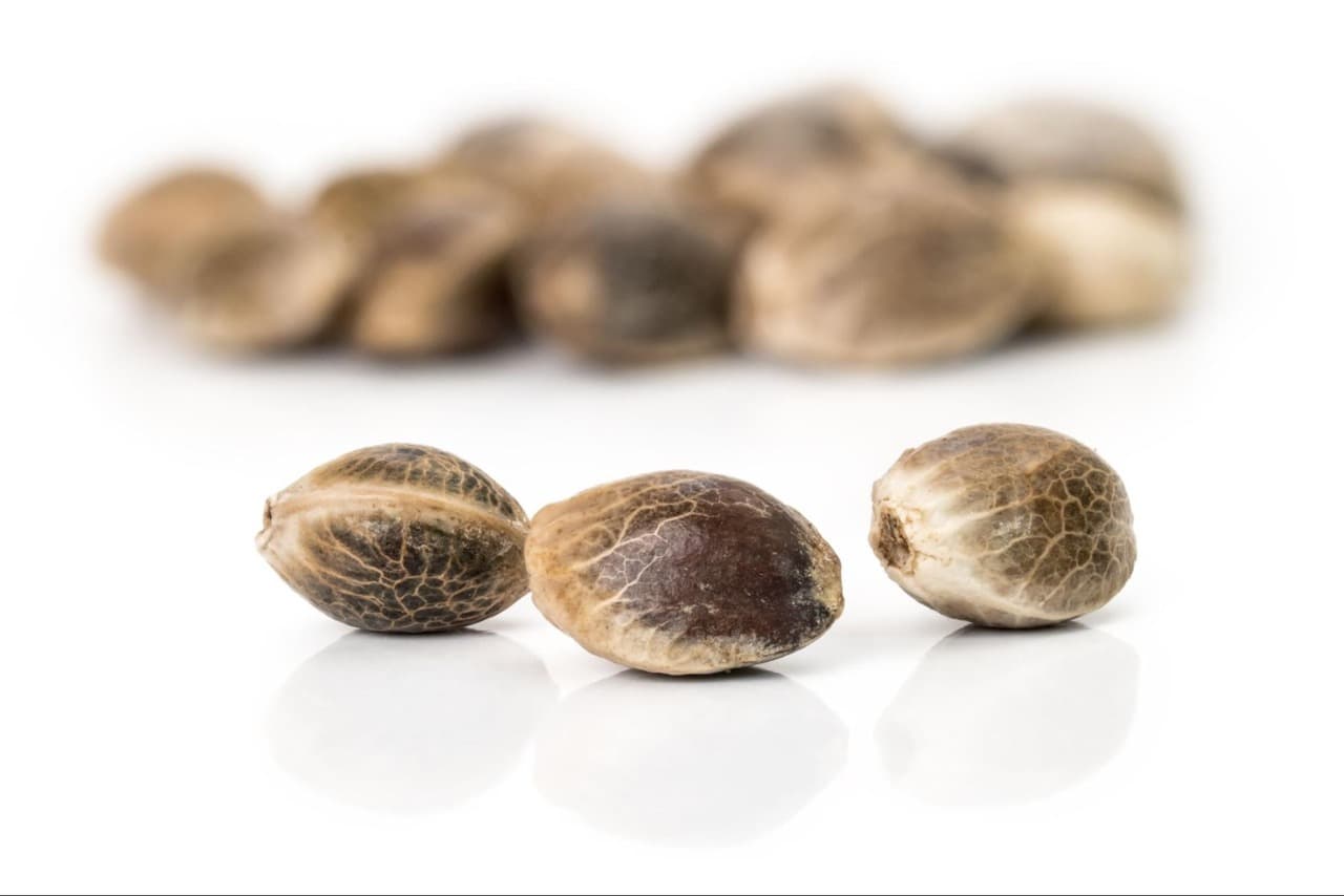 healthy cannabis seeds