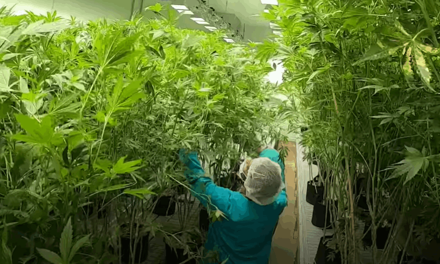 best ways to maximize yields from autoflowers