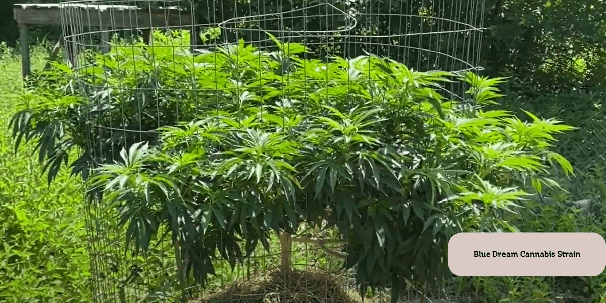 an example of Blue Dream strain grown outdoor