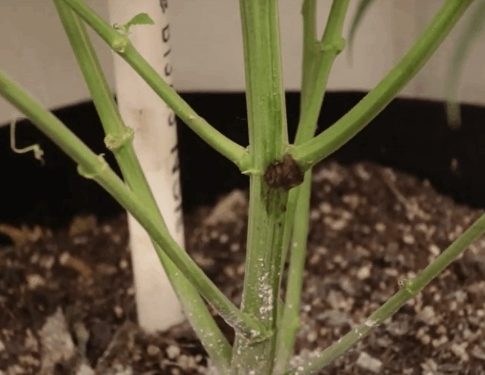 fusarium: common cannabis stem problem