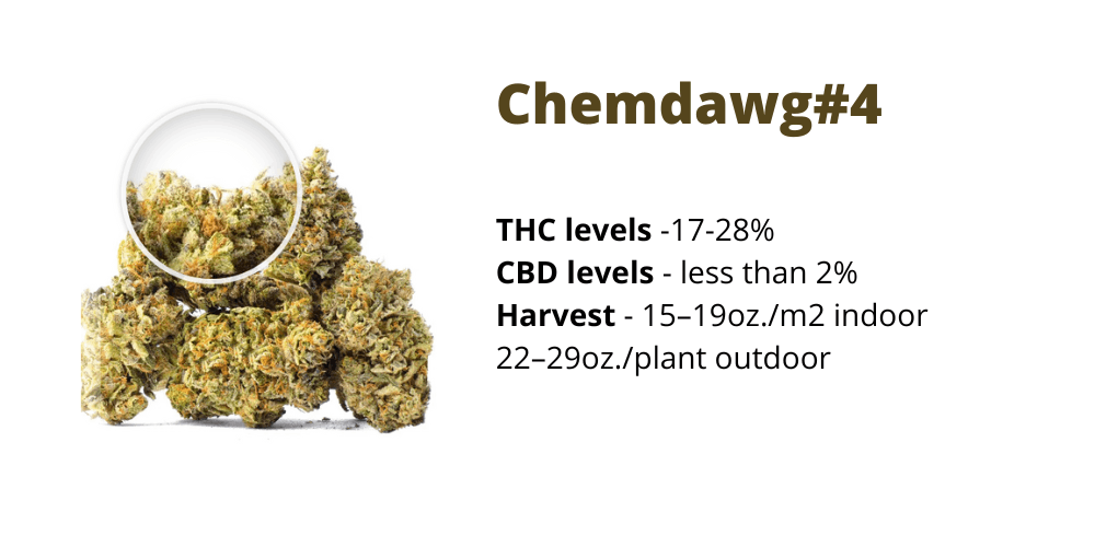 Chemdawg#4 strain for creativity