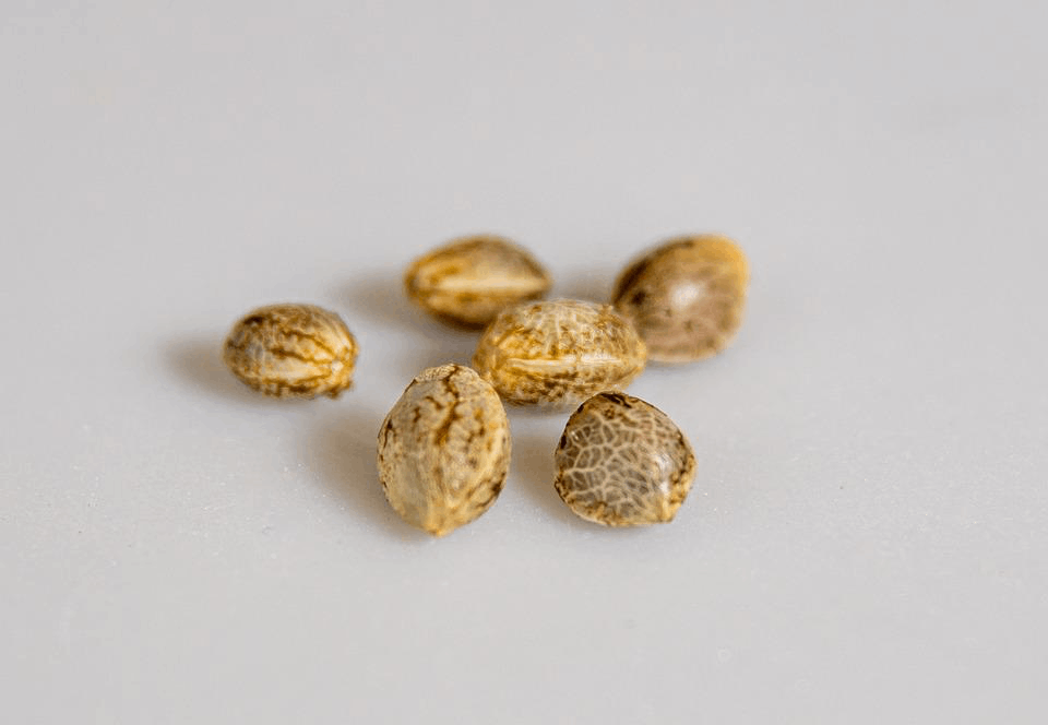 an example of cannabis seeds