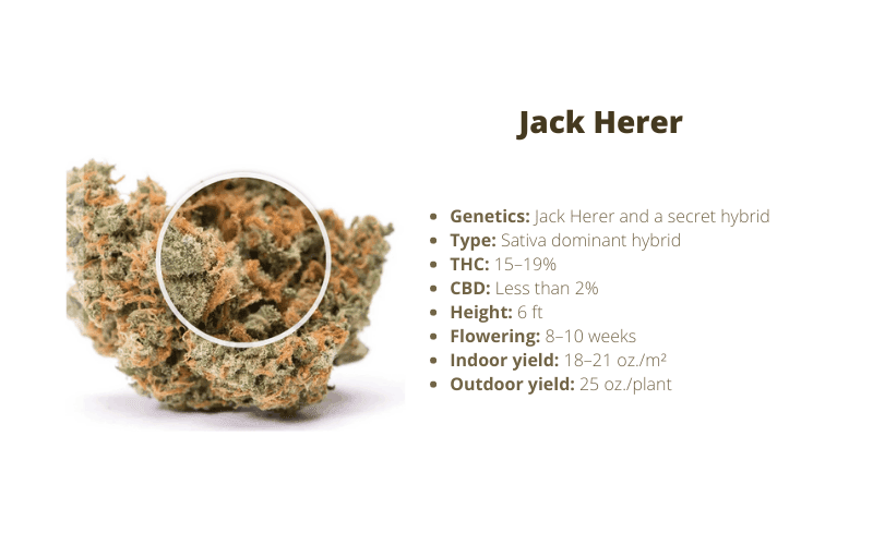 Jack Herer strain for energy