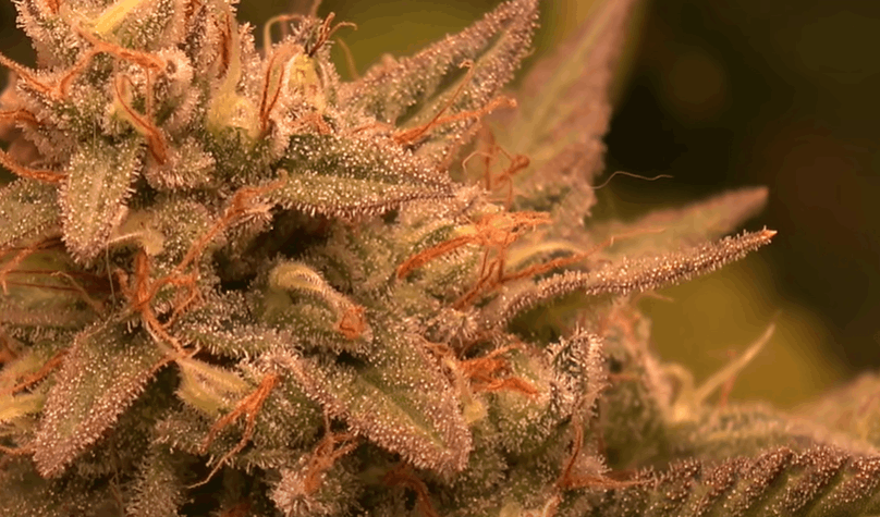 trichomes on indoor weed