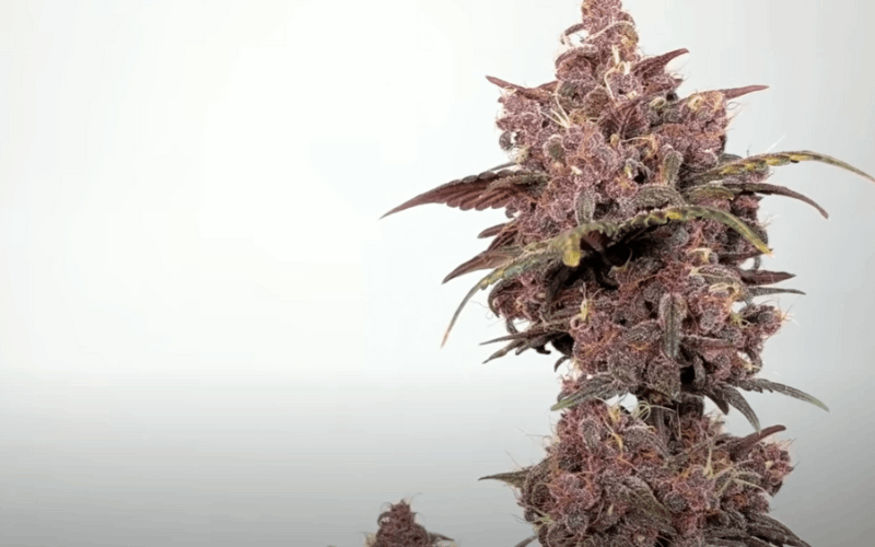 best strains for outdoor winter grow”