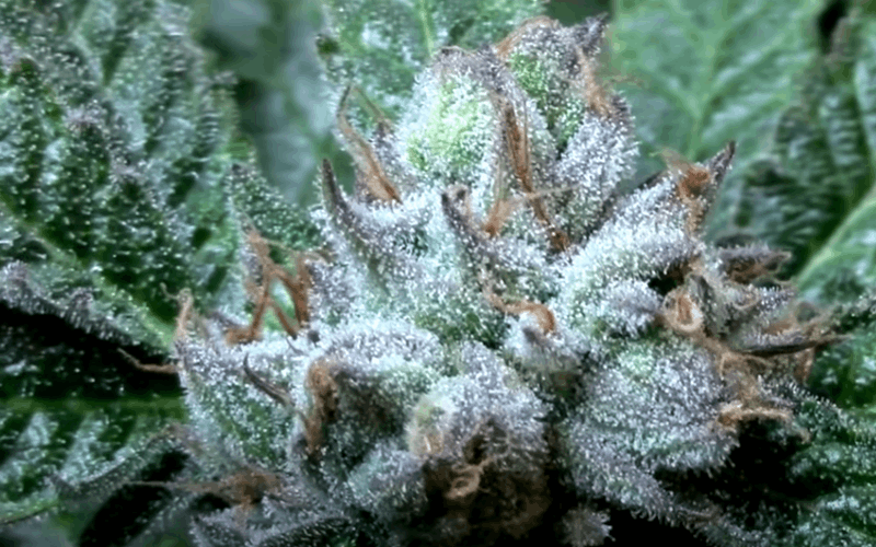 LEC lights can help increase trichome production