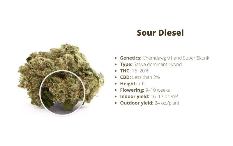 sour diesel strain for energy