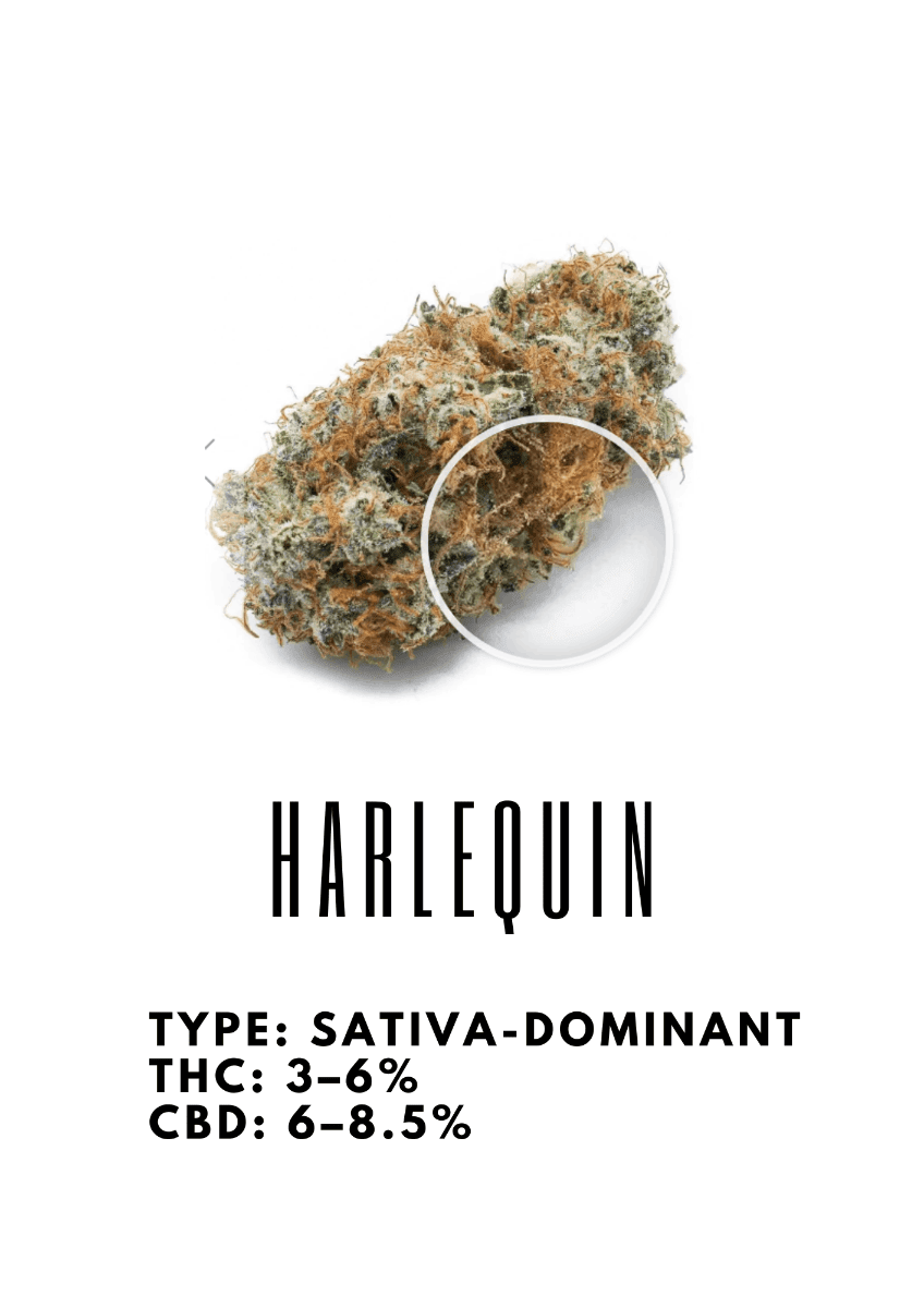 harlequin strain against munchies