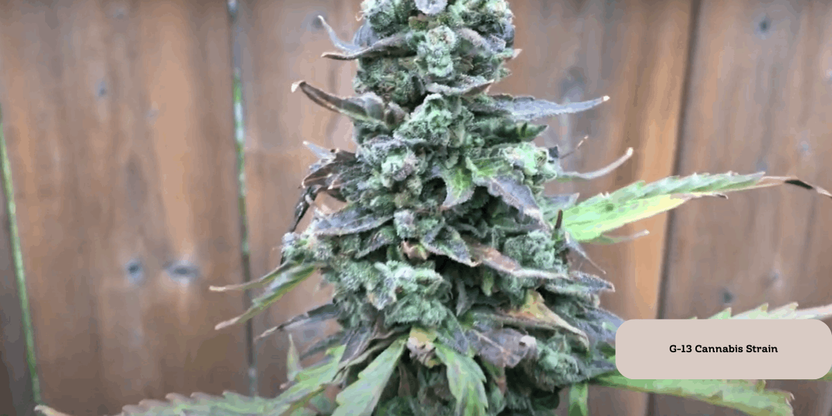 G-13 autoflower strain grown outdoor in mediterranean climate