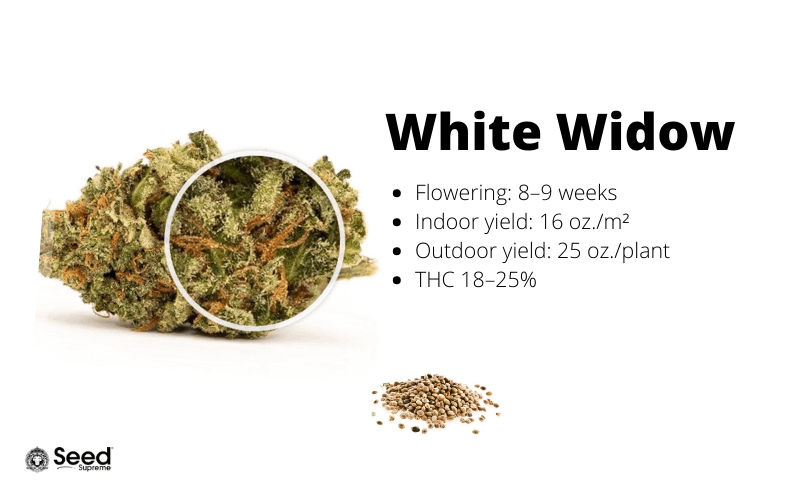 White Widow feminized cannabis seeds