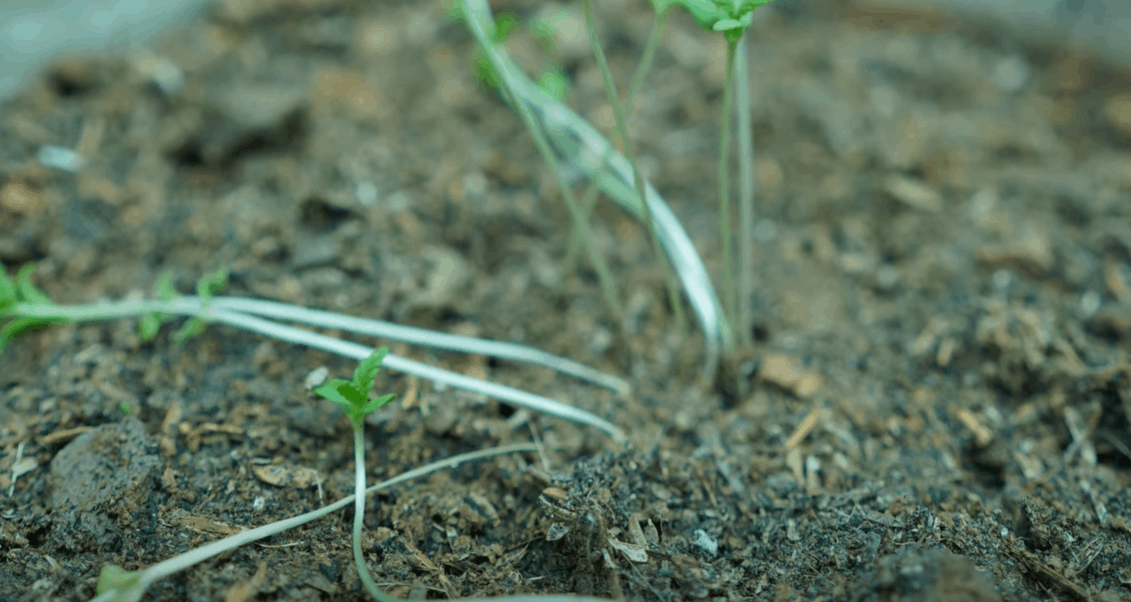 cannabis seedling fell over