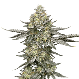 Blue Dream