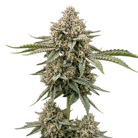 Bruce Banner