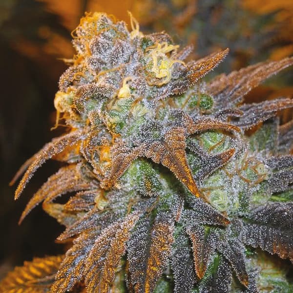 Shishkaberry Kush Feminized