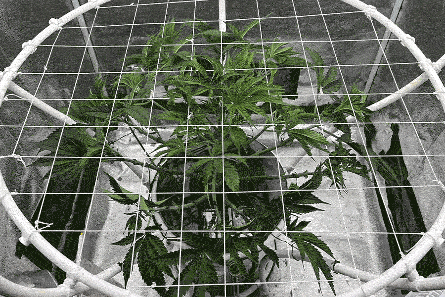 Infographic showing cannabis vegetative stage plant growth week by week from seedling to late veg.