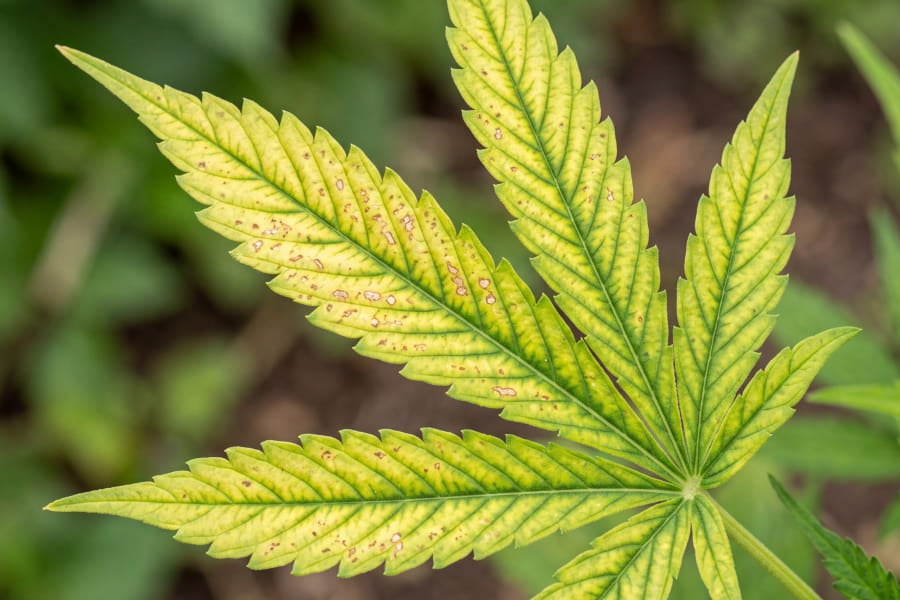 Close-up of a cannabis leaf with manganese-deficiency interveinal yellowing and brown speckled necrotic spots.
