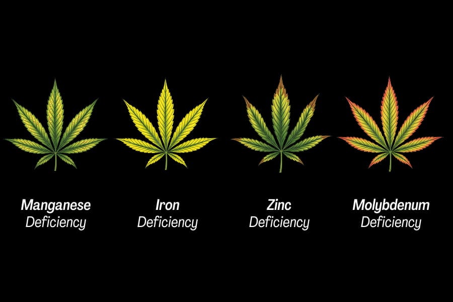 Comparison chart of manganese, iron, zinc, and molybdenum deficiency symptoms on cannabis new growth.