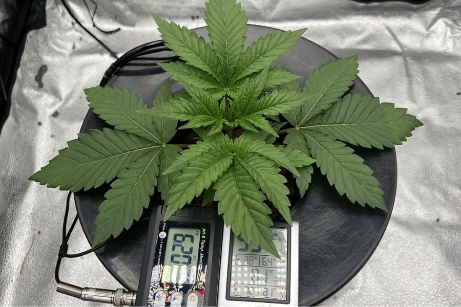 Cannabis plant growing in a small grow tent under controlled lighting and temperature conditions.