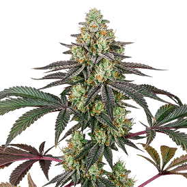 Girl Scout Cookies