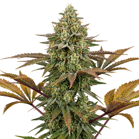 Gorilla Glue #4
