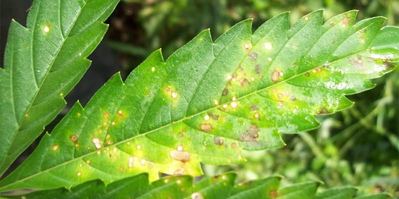 leaf septoria on weed