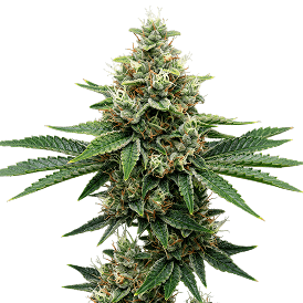 Northern Lights