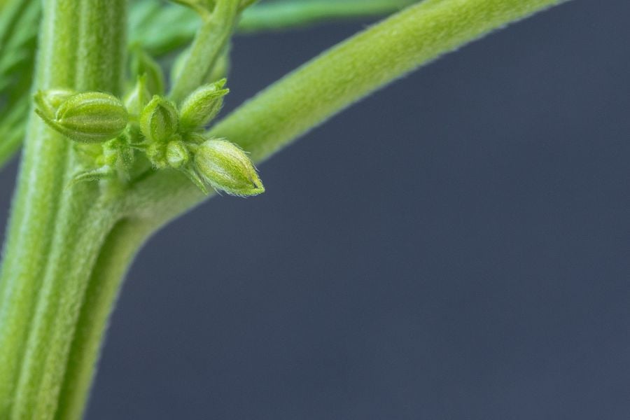 Male cannabis plant in early flower with grape-like clusters of pollen sacs at the nodes.