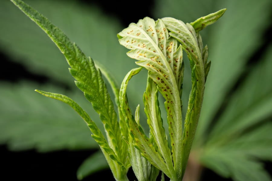 Cannabis boron deficiency early signs: twisted tips and brown spots on new leaves.