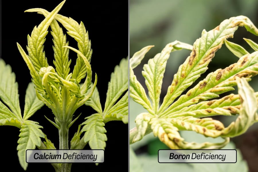 Cannabis boron deficiency vs calcium deficiency compared side by side.