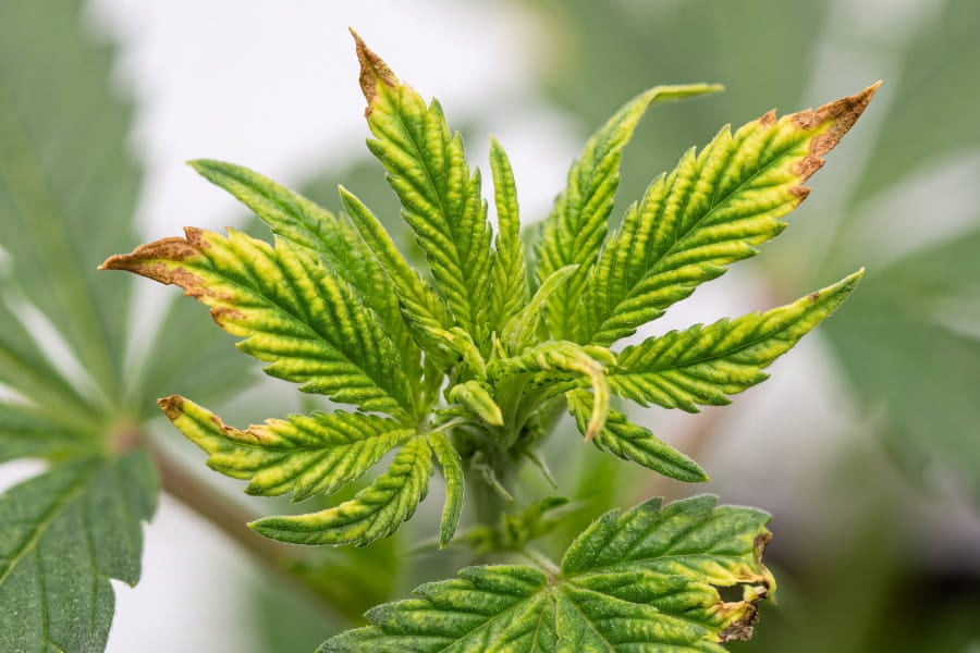 Cannabis leaves showing zinc deficiency: interveinal yellowing, small twisted leaves and rusty tips.