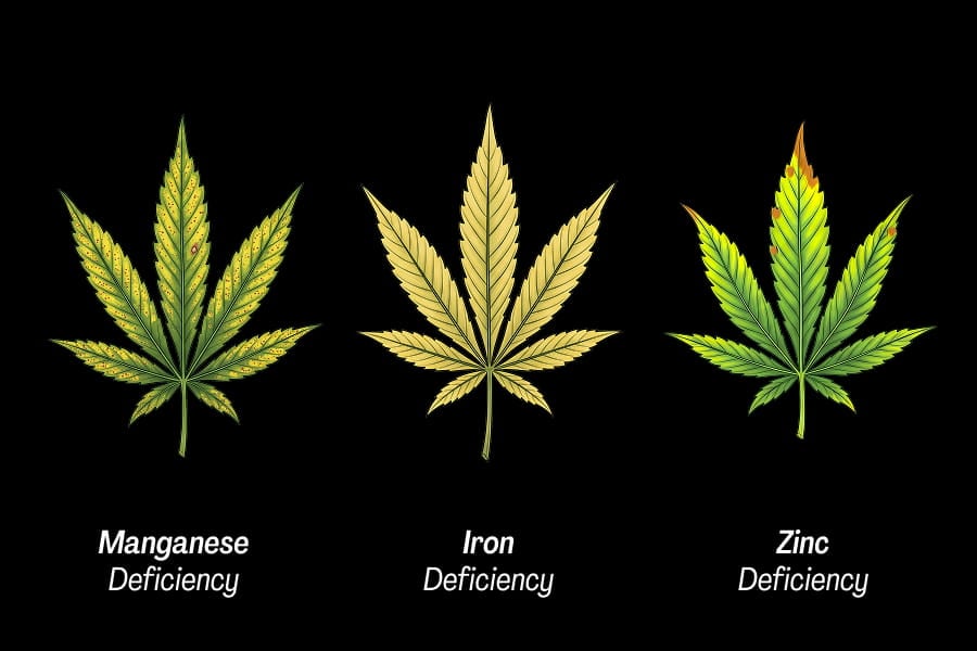 Comparison infographic of zinc, iron and manganese deficiency symptoms in cannabis.
