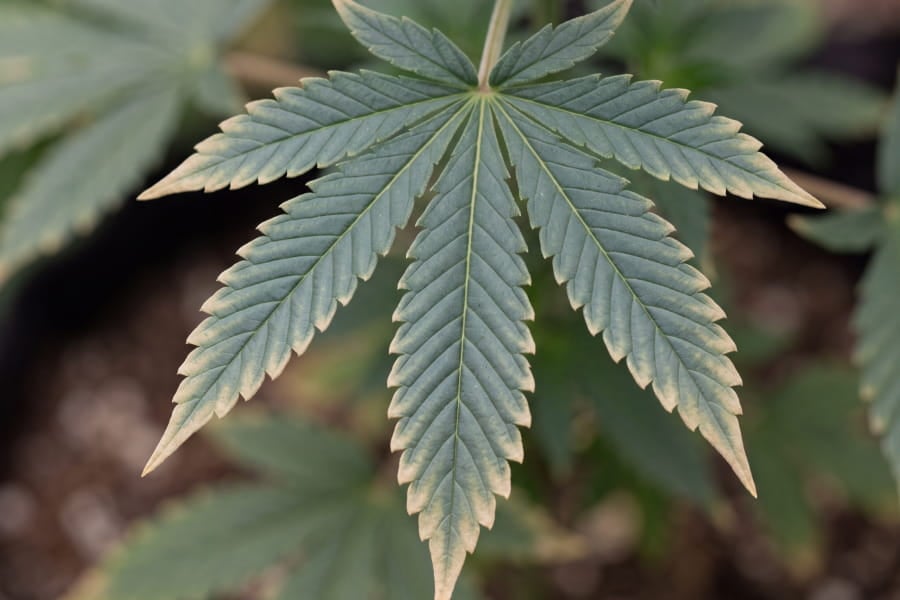 Close-up of a copper-deficient cannabis leaf with a shiny metallic sheen, curled edges and yellow tips.