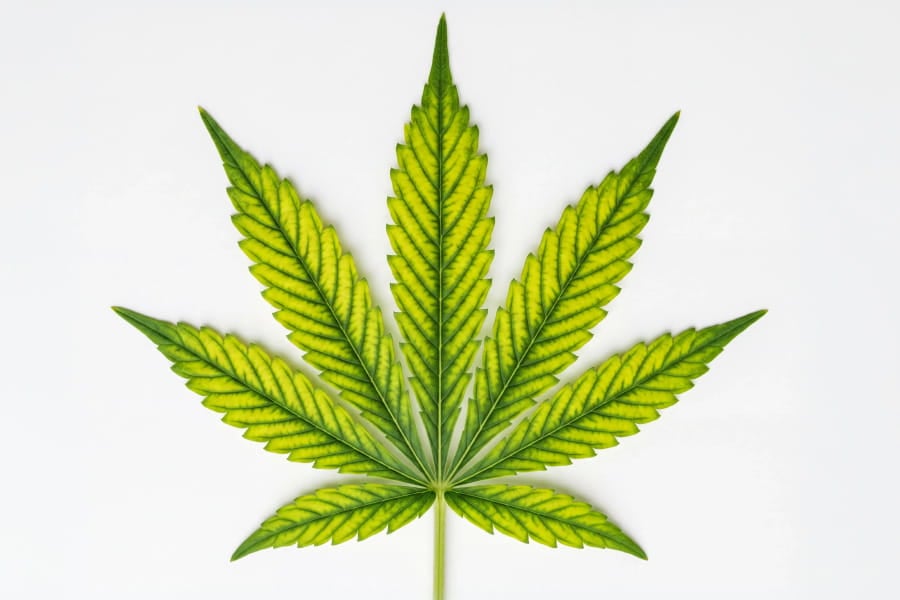 Close-up of cannabis leaf showing iron deficiency interveinal chlorosis