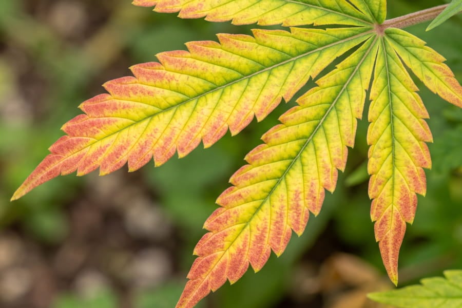 Red, pink or orange leaf edges over yellowing — the signature sign that points to molybdenum, not nitrogen.