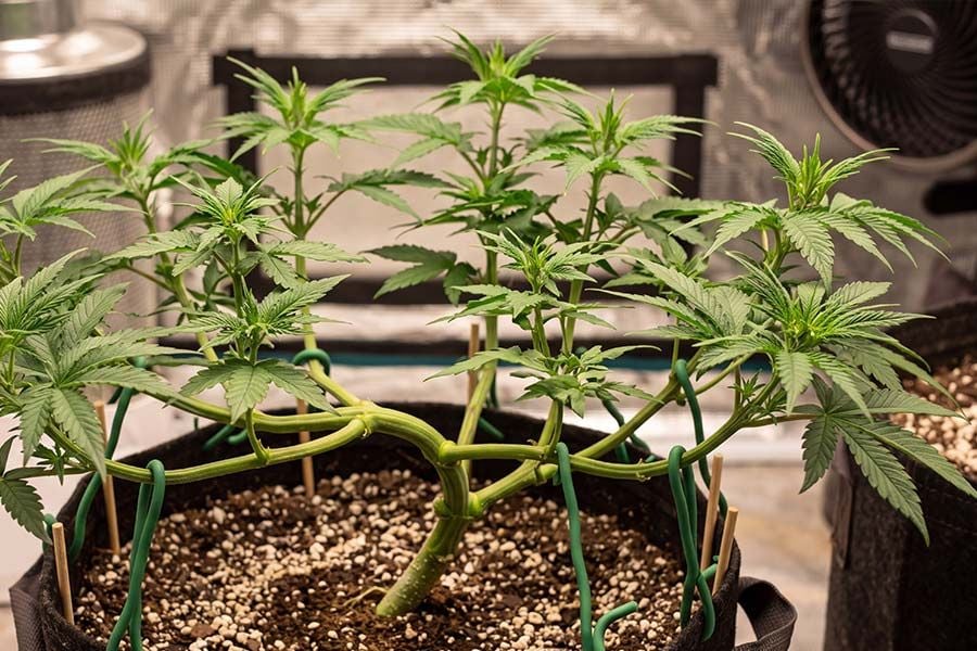 Low-stress training (LST) applied to a cannabis plant during the vegetative stage.