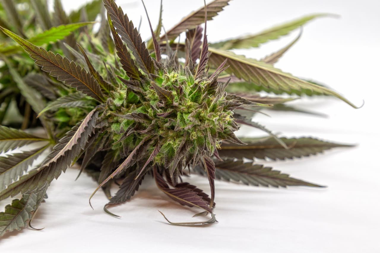 best strains to gor in Utah