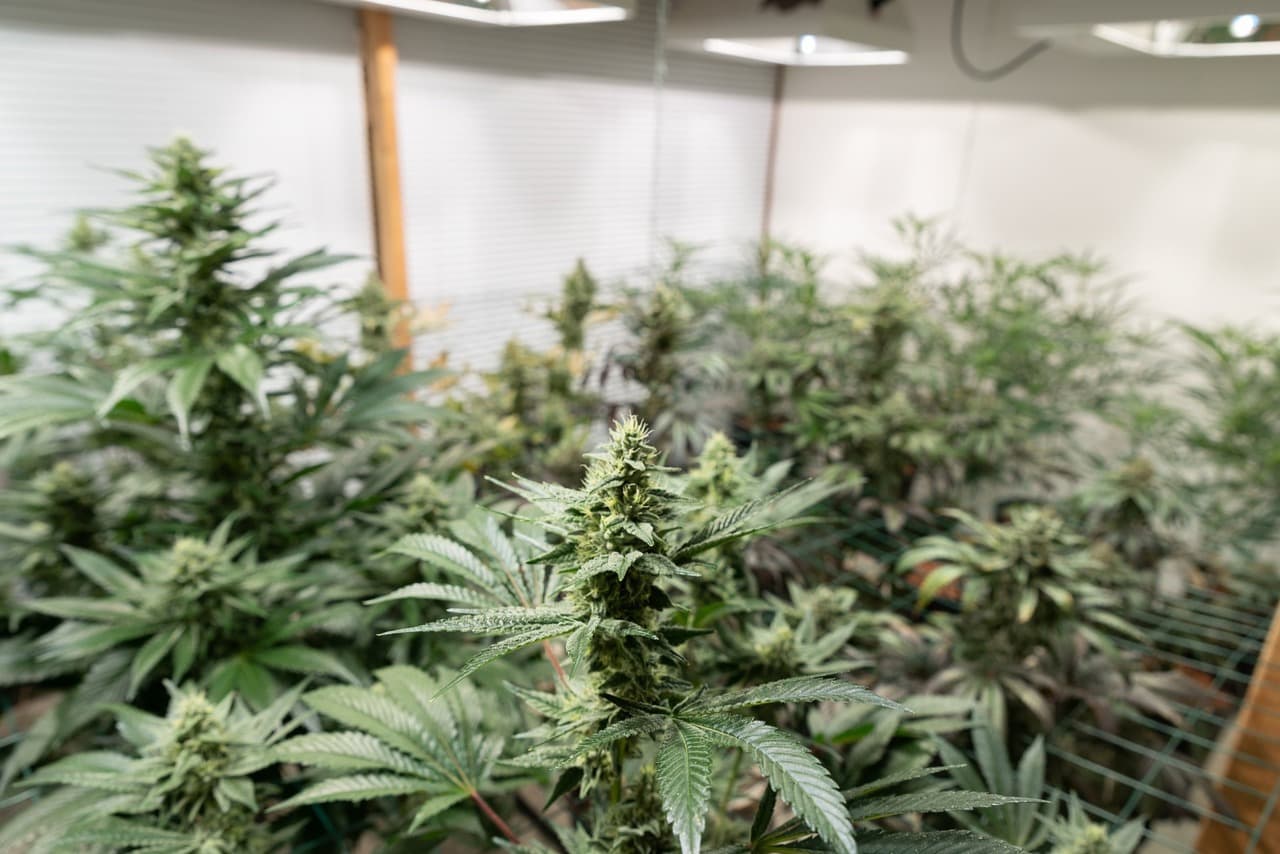 Cannabis seeds in Utah