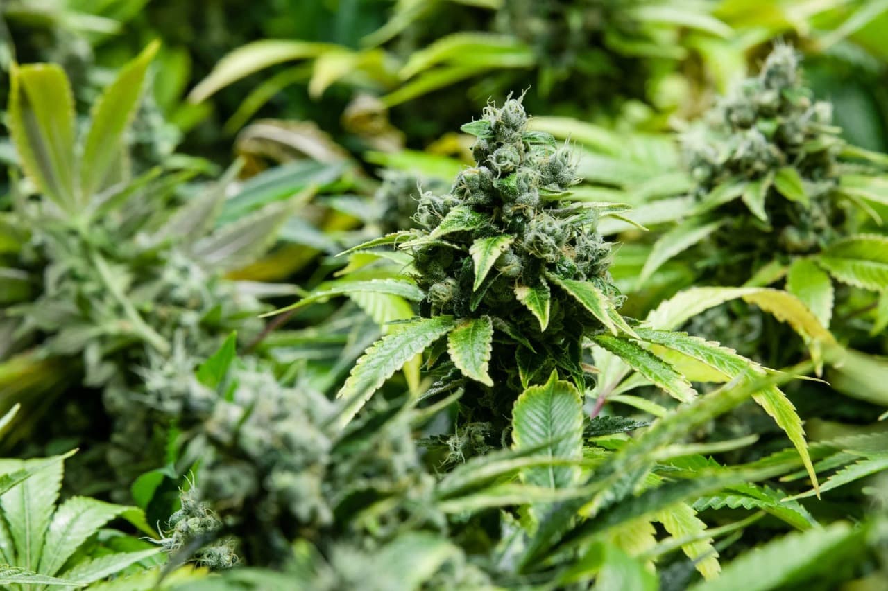 Indoor marijuana seeds