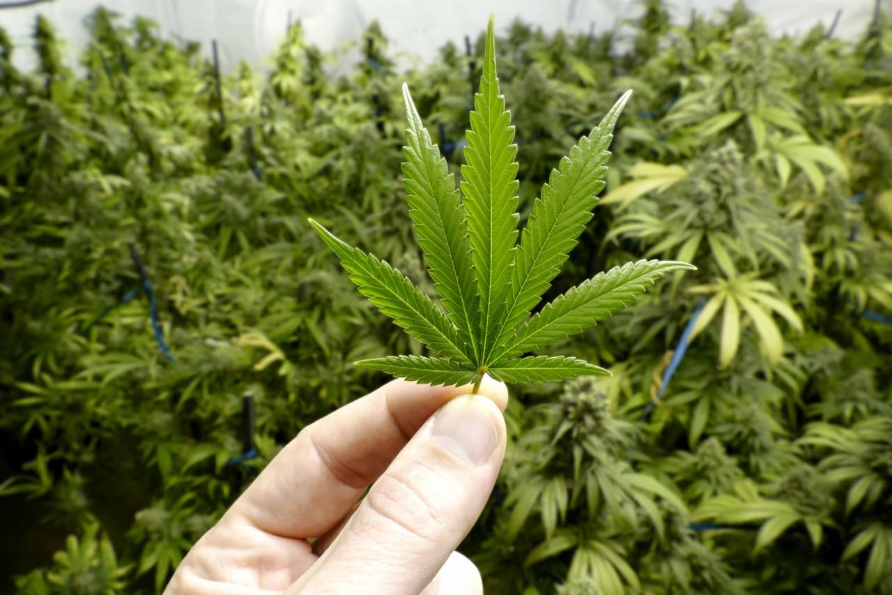 Cannabis seeds in Nevada