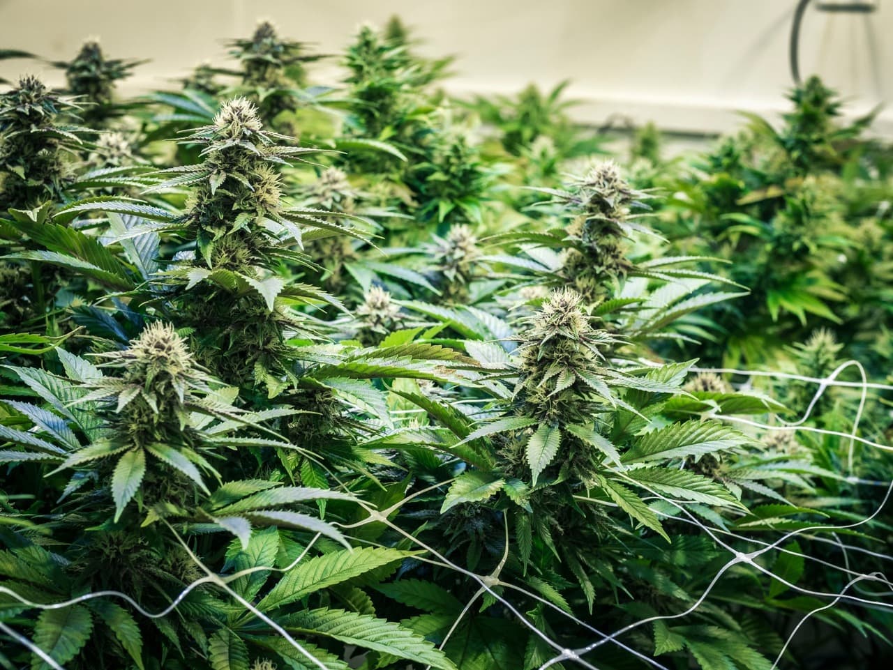 Cannabis seeds in California