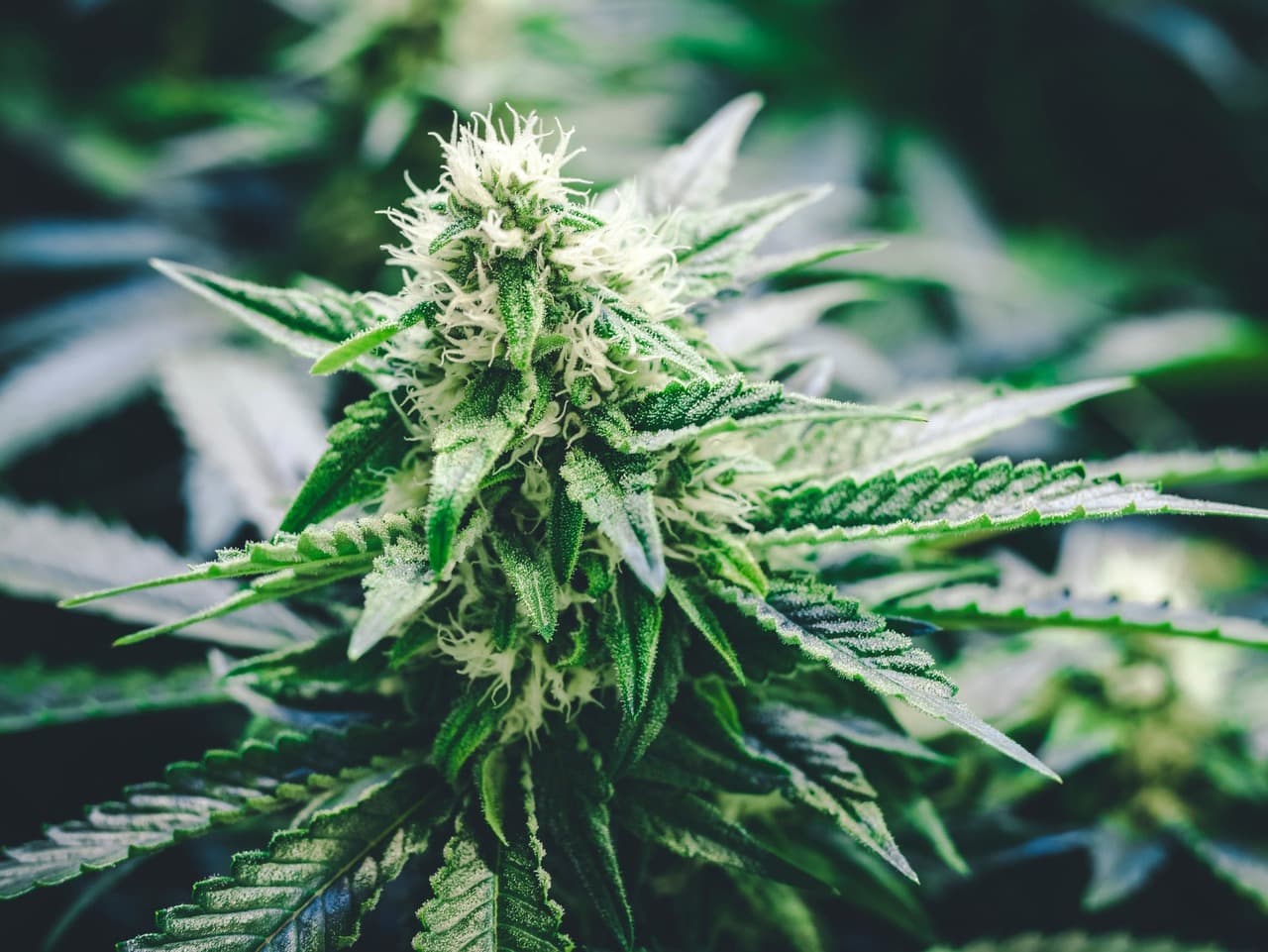 best strains to grow in California