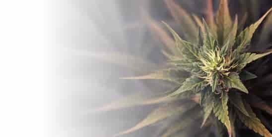 high-cbd-cannabis-seeds