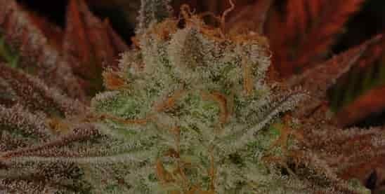 high-thc-cannabis-seeds