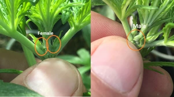 Feminized Seeds Buy Feminized Cannabis Seeds 3863