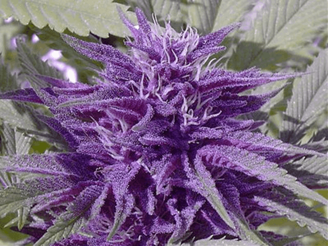 Purple Strain Seedsupreme S Selection Of Purple Strains