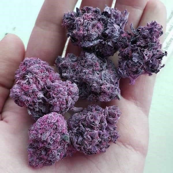 purple weed nugs