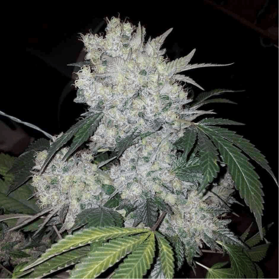 Notre-Dame - Legacy Line regular cannabis seeds - White widow x Pow