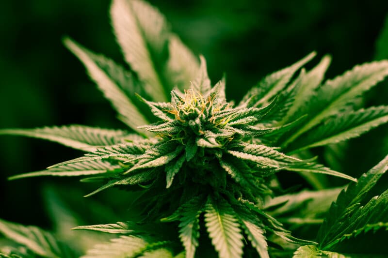 best strains to grow in Texas