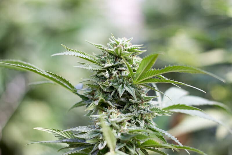best strains to grow in Connecticut