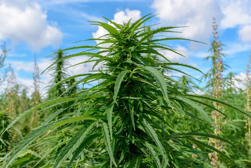Cannabis seeds in Texas 